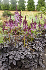 Dark Side of the Moon Astilbe ~ Astilbe chinensis 'Dark Side of the Moon' G1