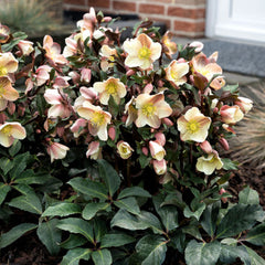 HGC® Camelot Lenten Rose ~ Helleborus 'COSEH 940' 19CM