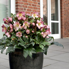 Ice N' Roses® Rose Lenten Rose ~ Helleborus x glandorfensis 'COSEH 4200' 19CM