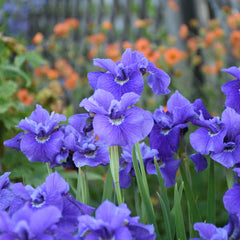 Ruffled Velvet Siberian Iris ~ Iris sibirica 'Ruffled Velvet' 19CM
