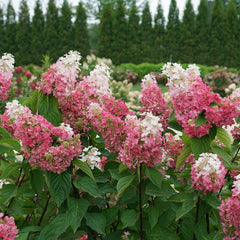 Pinky Winky Prime® Panicle Hydrangea ~ Hydrangea paniculata 'ILVOHPPRM' G3