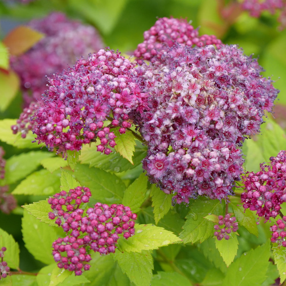 Double Play Dolly® Spirea ~ Spirea x G3