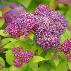 Double Play Dolly® Spirea ~ Spirea x G3