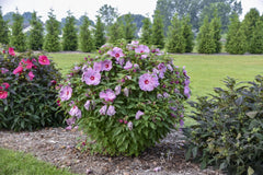 Summerific® Lilac Crush Rose Mallow ~ Hibiscus x G2