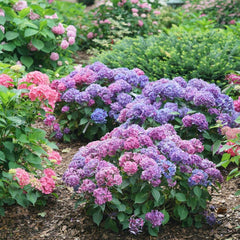 Let's Dance Lovable® Bigleaf Hydrangea ~ Hydrangea macrophylla 'SMNHMTB' G3