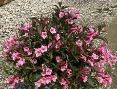 Sonic Bloom® Wine Weigela ~ Weigela florida 'SMNWFG' G3