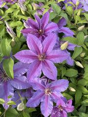Tumaini™ Clematis ~ Clematis x 'EviGsy151' 19CM