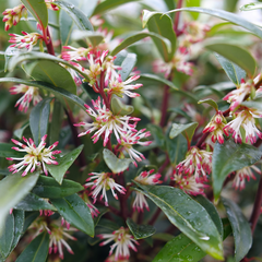 Sweet & Lo™ Sweet Box ~ Sarcococca hookeriana G2