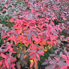 Scentlandia® Sweetspire ~ Itea virginica 'SMNIVDFC' G3