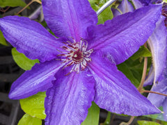 Lindsay™ Clematis ~ Clematis x 'EviGsy' 19CM