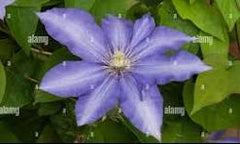 Daniel Deronda Clematis ~ Clematis x 'Daniel Deronda' 19CM