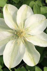 Guernsey Flute™ Clematis ~ Clematis x 'EviGsy153' 19CM