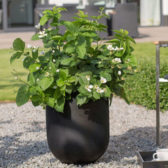 BABY CAKES® Blackberry ~ Rubus ‘APF-236T’ 19CM