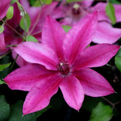 Darcy™ Clematis ~ Clematis x 'Evipo106' 17CM