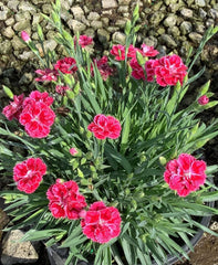 Delilah™ Bicolor Magenta Pinks ~ Dianthus plumaris 19CM