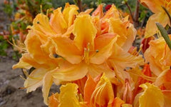 Golden Lights Azalea ~ Rhododendron 'Golden Lights' G3