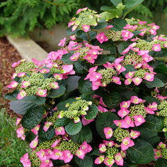 Tuff Stuff Top Fun® Reblooming Mountain Hydrangea ~ Hydrangea serrata 'SMNHSG' G3