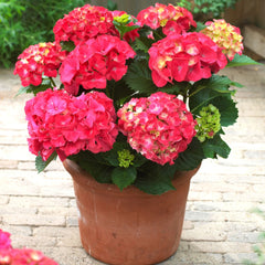 Next Generation® Red Sensation Bigleaf Hydrangea ~ Hydrangea macrophylla 'Red Sensation' G2
