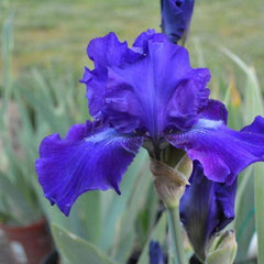 Dashing Reblooming Bearded Iris ~ Iris germanica 'Dashing' 19CM
