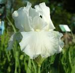 Renown Reblooming Bearded Iris ~ Iris germanica 'Renown' 19CM