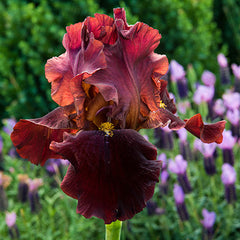 Bernice's Legacy Reblooming Bearded Iris ~ Iris germanica 'Bernice's Legacy' 19CM