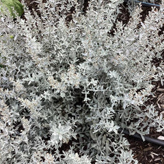 GardenGhost™ Wormwood ~ Artemisia 'GardenGhost' 19CM