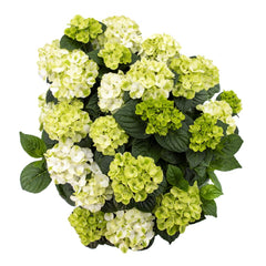 Grin and Tonic™ Reblooming Hydrangea ~ Hydrangea macrophylla ‘Hokomagrito‘ G2
