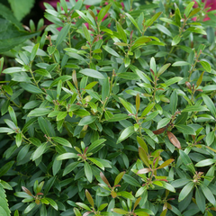Gem Box® Inkberry Holly ~ Ilex glabra 'SMNIGAB17' G3