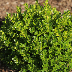 Little Missy Boxwood ~ Buxus microphylla 'Little Missy' G3