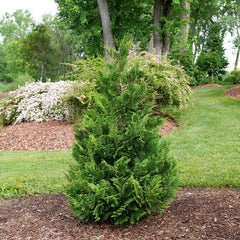 Cedar Rapids® False Cypress ~ Chamaecyparis pisifera 'RutCham1' G3