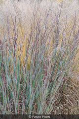 Ha Ha Tonka Little Bluestem ~ Schizachyrium scoparium 'Ha Ha Tonka' 19CM
