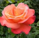 Orange Glow™ Knock Out® Rose ~ Rosa ‘Radslam’ G3
