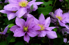 Cezanne Clematis ~ Clematis x 'Evipo023' 17CM