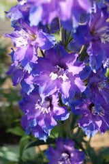 Delgenius™ Kingsley Larkspur ~ Delphinium x 'Kingsley' G1