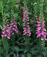 Lucas Pink Foxglove ~ Digitalis 'Lucas Pink' G1