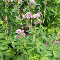 Masterpiece Masterwort ~ Astrantia major 'Masterpiece' G1