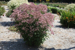 Rosie Josie Joe Pye Weed ~ Eupatorium x 'Rosie Josie' G2