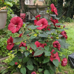 Moonshadow™ Morello Hardy Hibiscus ~ Hibiscus moscheutos 'Morello' G2