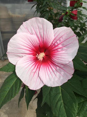 Moonshadow™ Rosita Hardy Hibiscus ~ Hibiscus moscheutos 'Rosita' G2