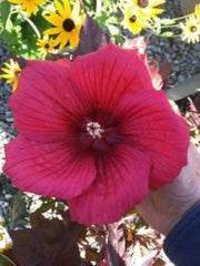 MoonShadow™ Carmine Rose Mallow ~ Hibiscus x 'Carmine' G2
