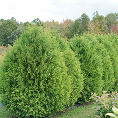 Cheer Drops® Arborvitae ~ Thuja occidentalis 'SMNTDGT' G3