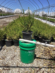 Gold Gem Boxwood ~ Buxus x 'Gold Gem' 19CM