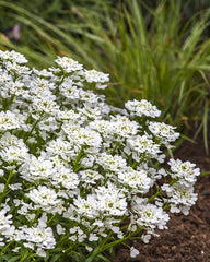 Snowsurfer™ Forte Candytuft ~ Iberis sempervirens 'Forte' 19CM