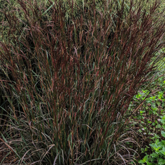 Blackhawks Big Bluestem ~ Andropogon gerardii 'Blackhawks' G3