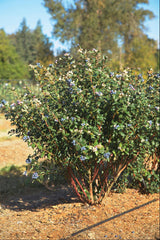 Perpetua Blueberry ~ Vaccinium 'PERPETUA’ 19CM