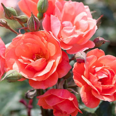Coral Knock Out® Rose ~ Rosa ‘Radral’ G3