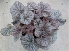 Northern Exposure™ Silver Coral Bells ~ Heuchera x 'TNHEUNES' G1