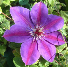 Picardy Clematis ~ Clematis x 'Evipo024' 17CM