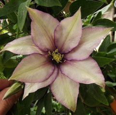 Samaritan Jo Clematis ~ Clematis x 'Evipo075' 19CM