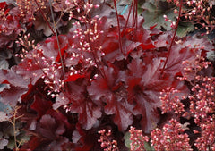 Forever® Red Coral Bells ~ Heuchera x 'Forever Red' 19CM